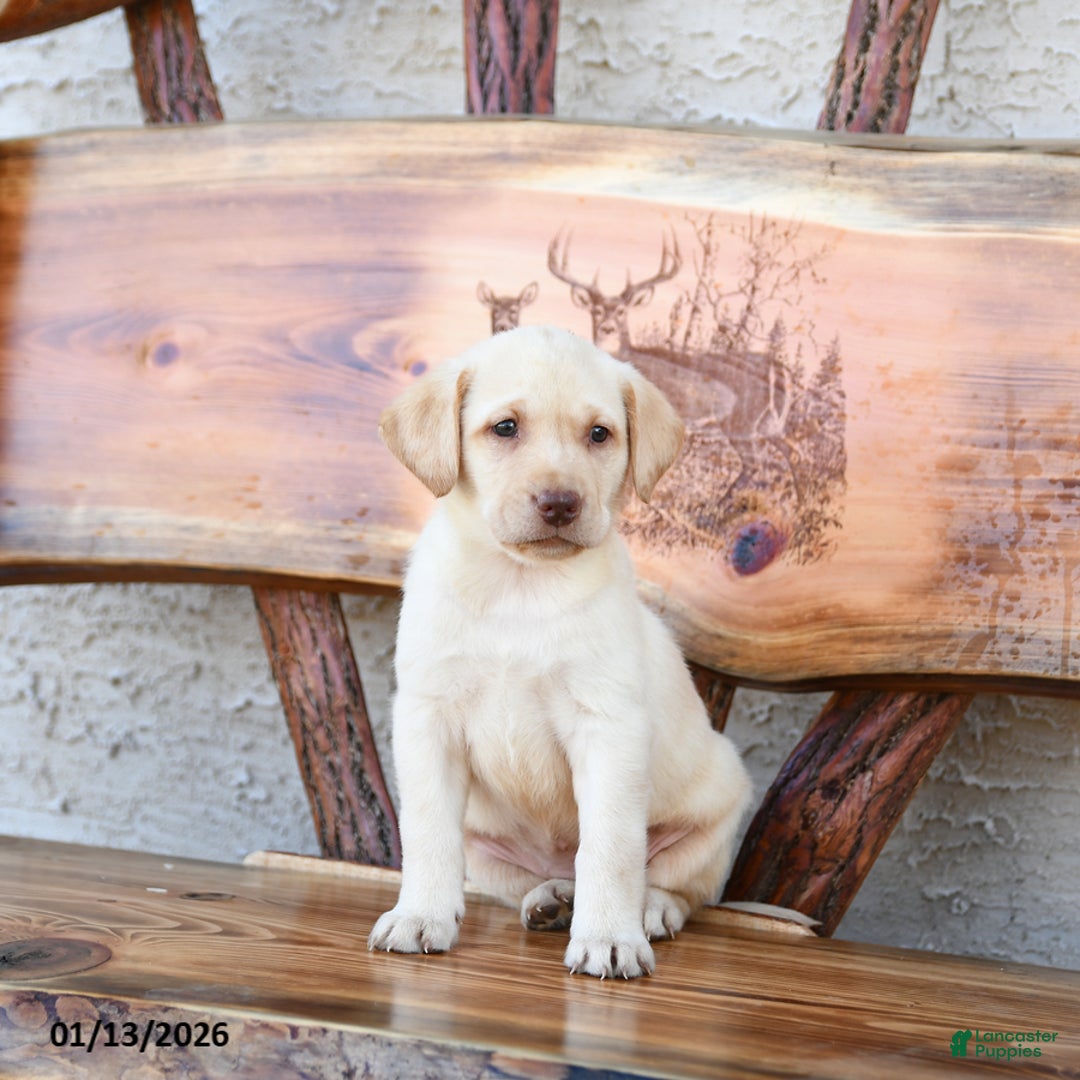 Labrador Retriever dogs for sale: Zairey - Ad 3