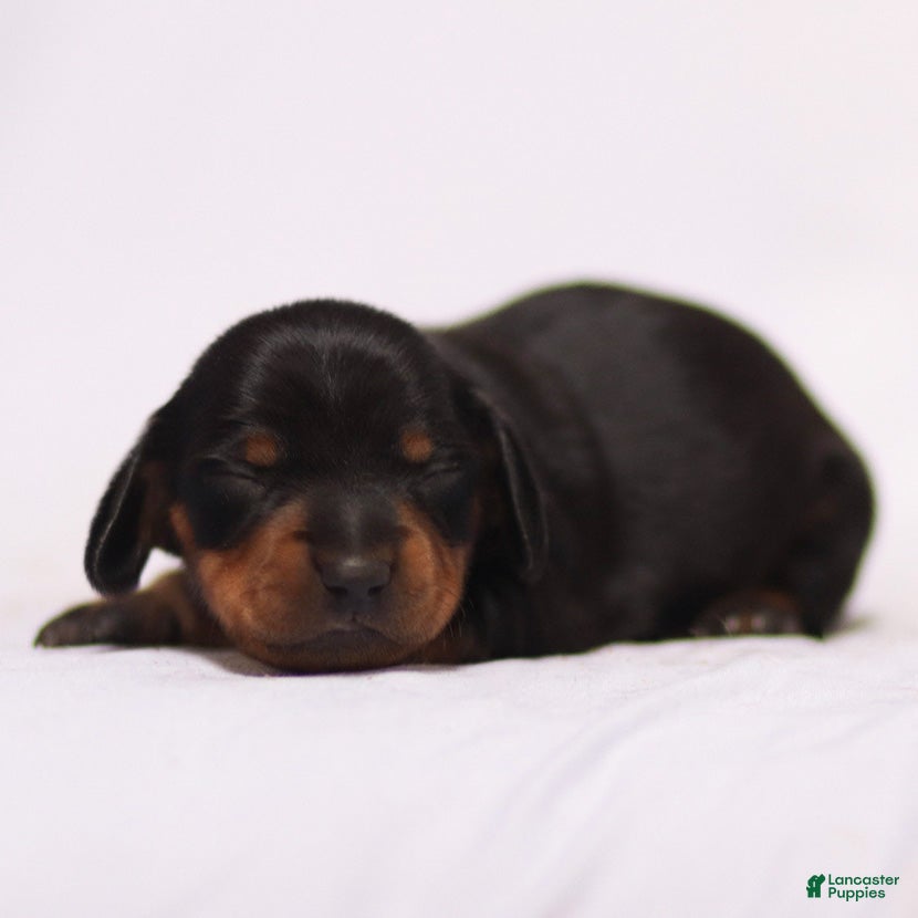 Miniature Dachshund dogs Hershey the Miniature Dachshund Puppy - Ad 4