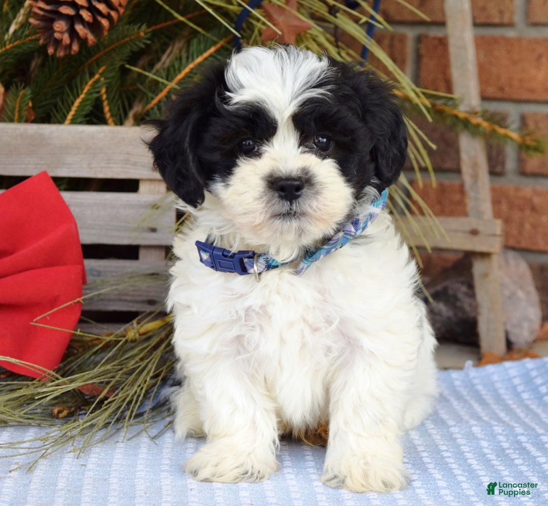 Teddy Bear dogs for sale: Bear - Ad 2