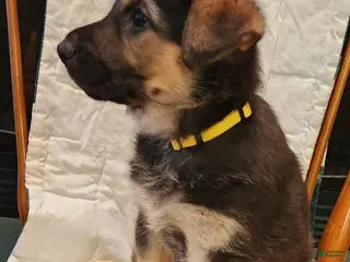 German Shepherd dogs for sale: German Shepherd Puppy 5 - Yellow - Ad 3