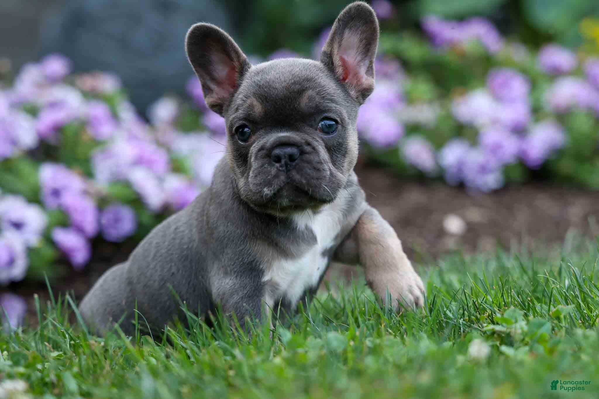 French Bulldog dogs  Francie💕 - Ad 2