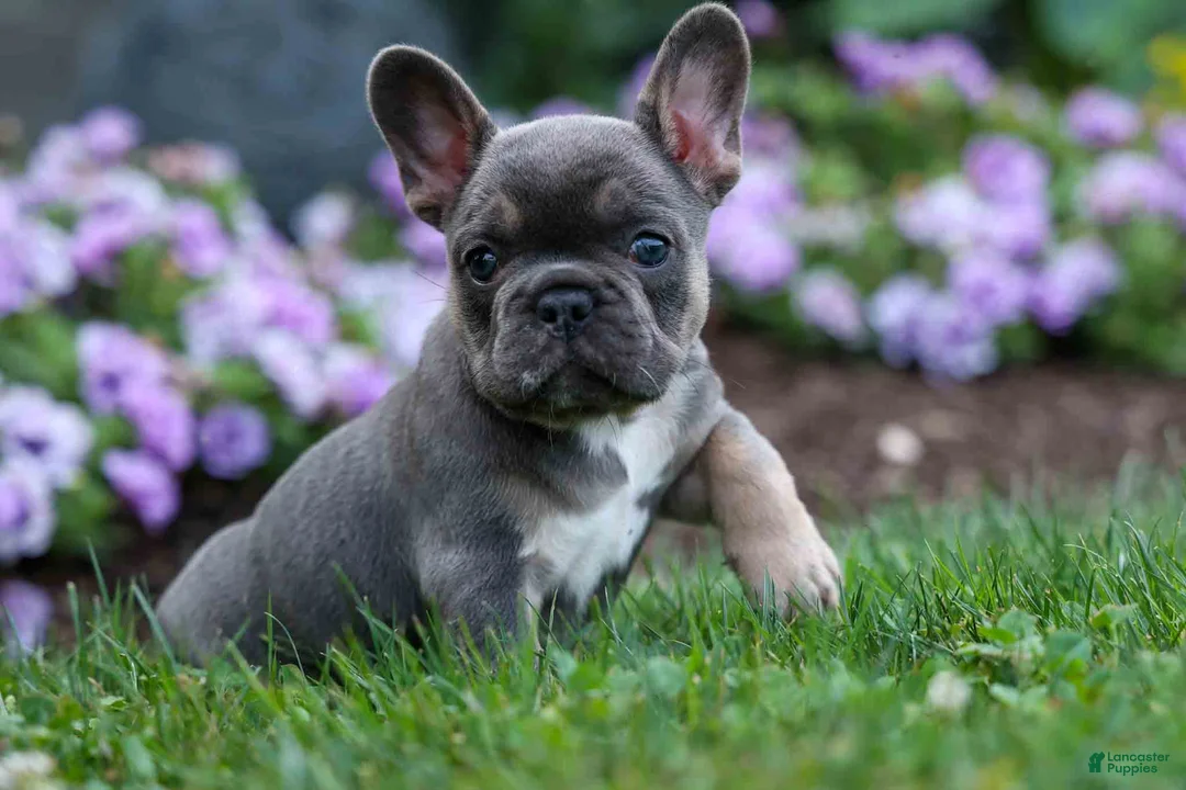 French Bulldog dogs for sale:  Francie💕 - Ad 2