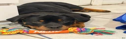 Rottweiler dogs for sale: Rottweiler 1 - Ad 1