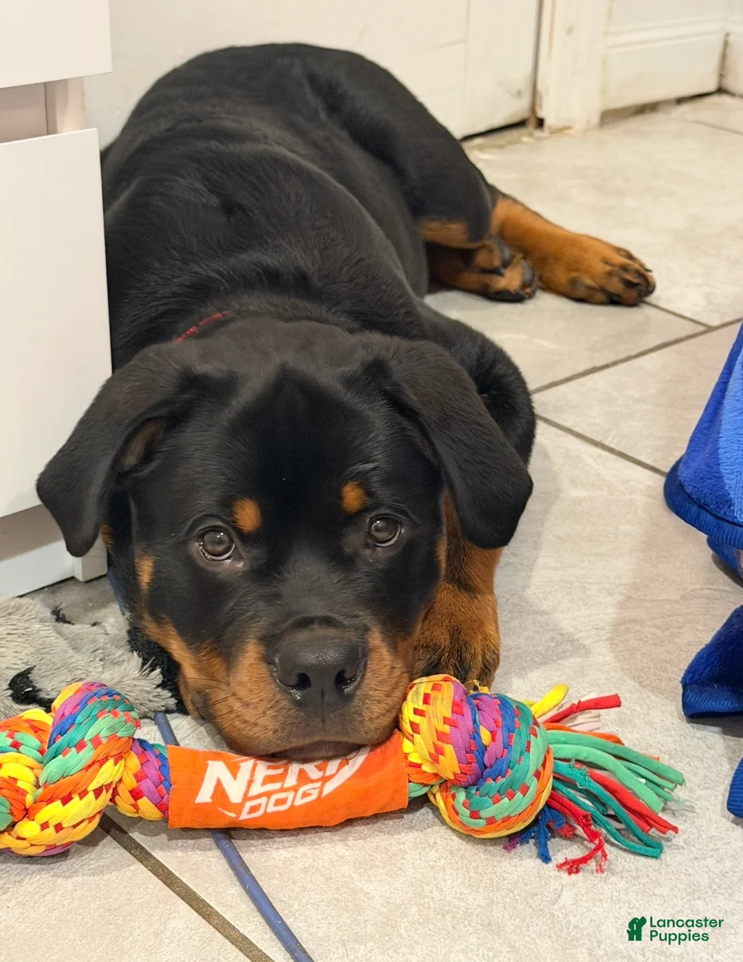 Rottweiler dogs for sale: Rottweiler 1 - Ad 1