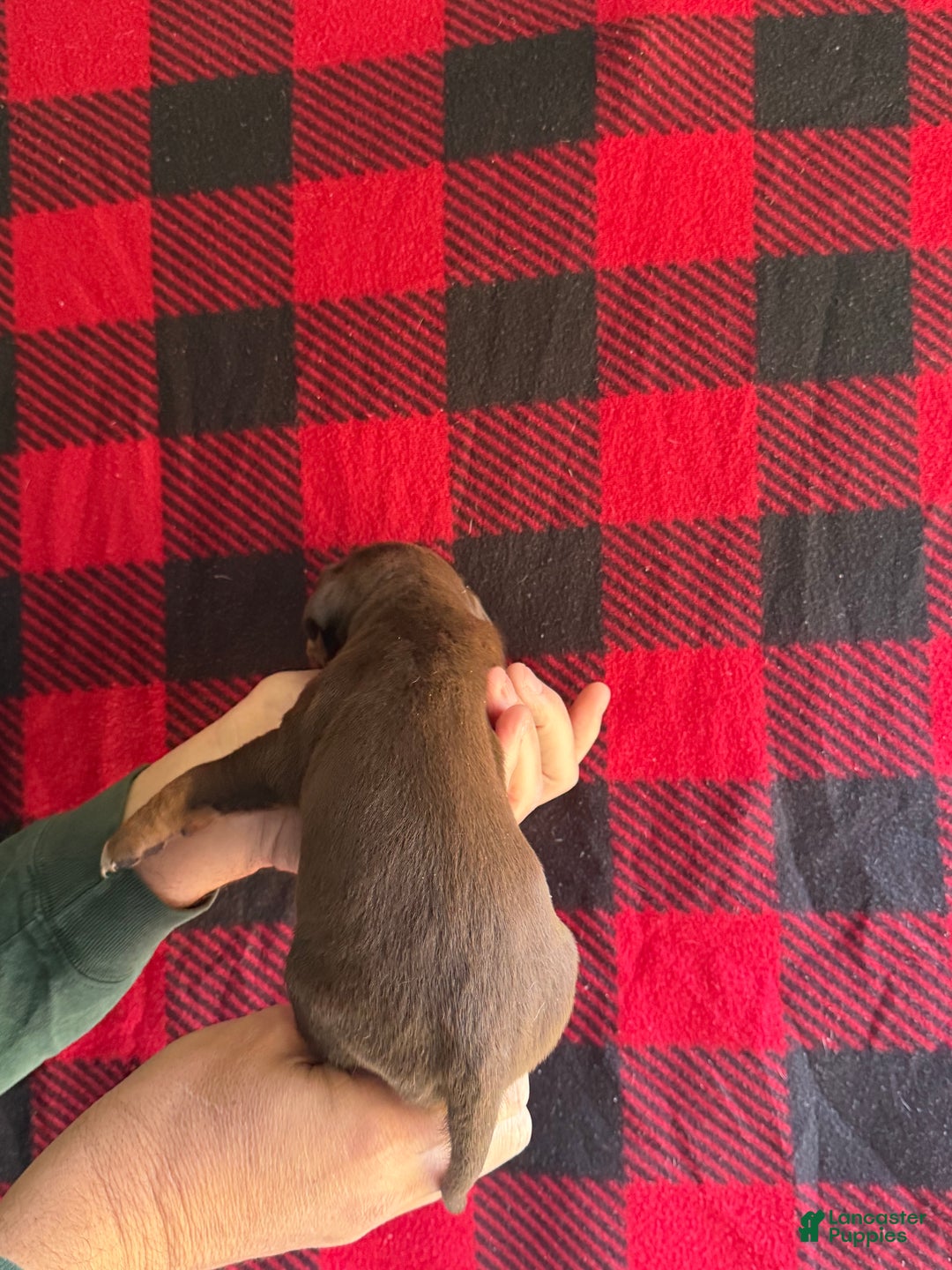 Catahoula Leopard Dog dogs for sale: Catahoula Leopard Dog Puppy 6 - Ad 2