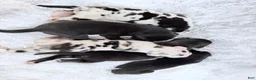 Great Dane dogs for sale: Artemis - Ad 17