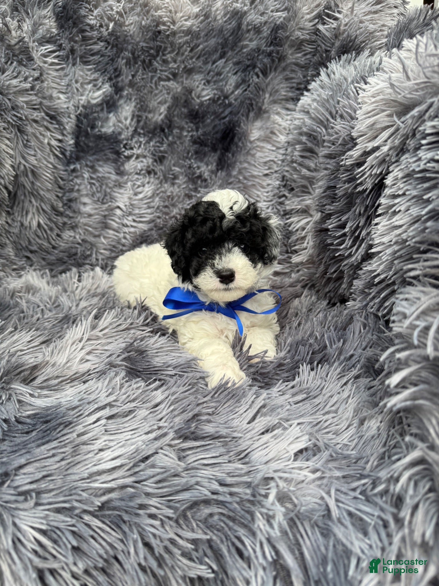 Toy Poodle dogs Toy Poodle 1 - Ad 1