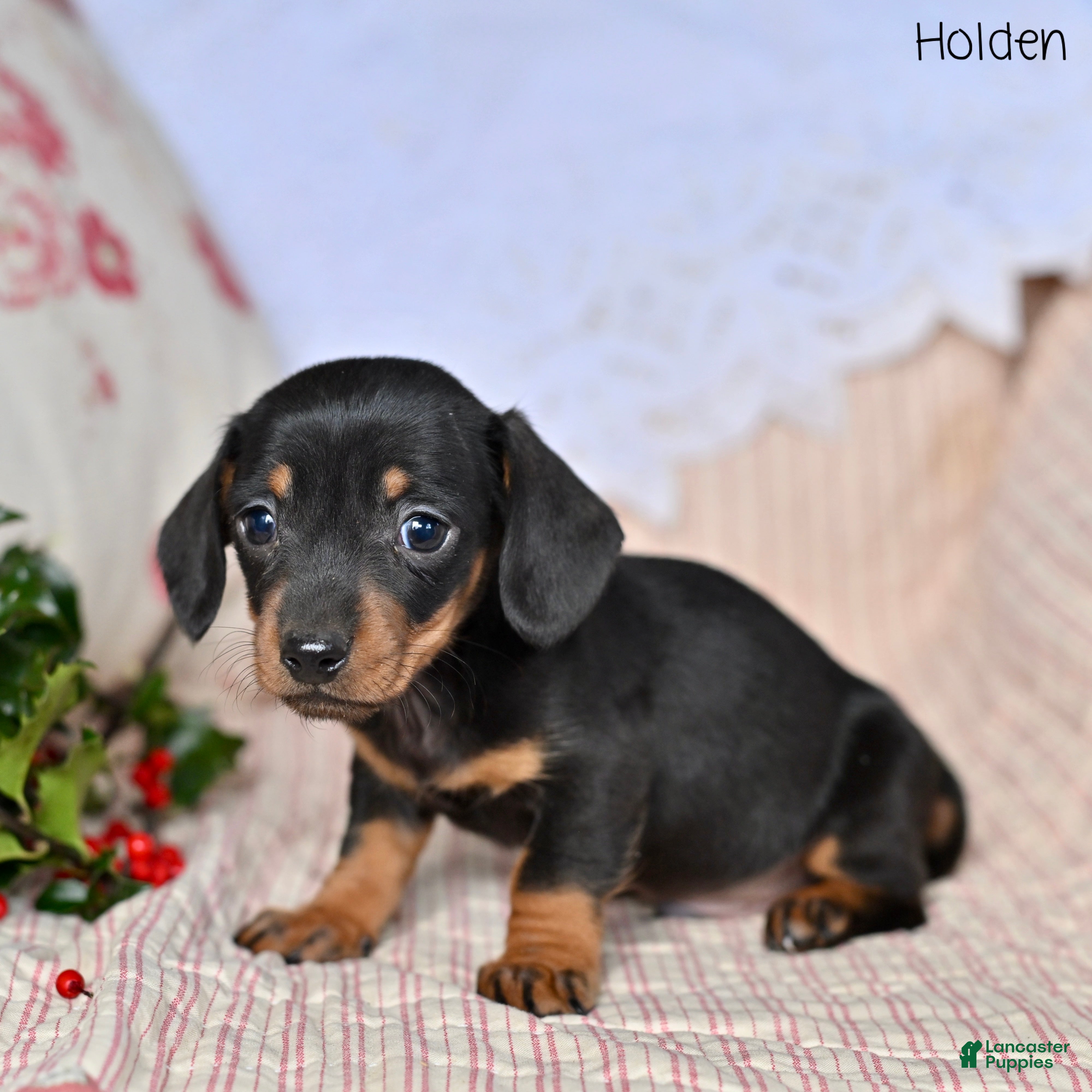 Miniature Dachshund dogs Holden - Ad 19