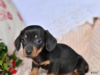 Miniature Dachshund dogs Holden - Ad 25