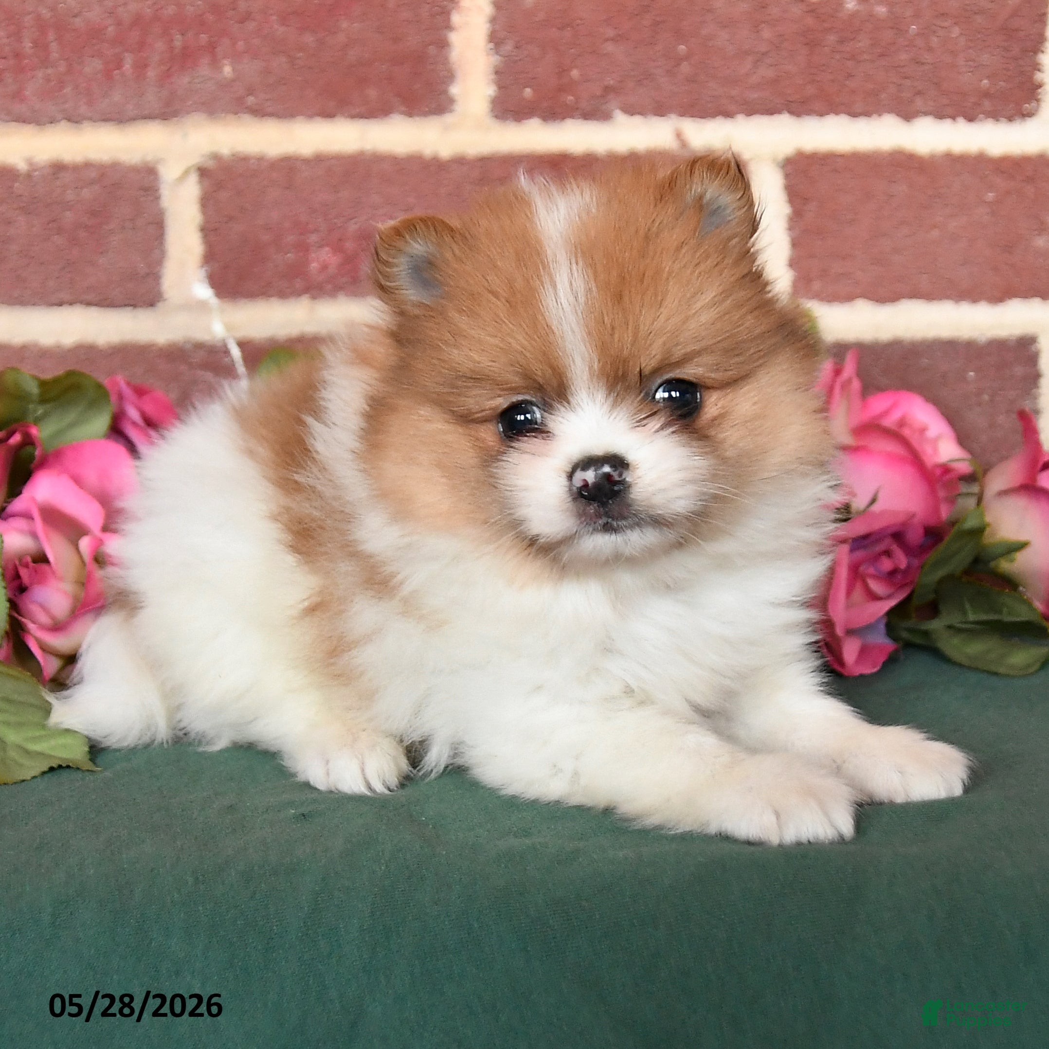 Pomeranian dogs Ike - Ad 2