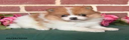 Pomeranian dogs for sale: Ike - Ad 2