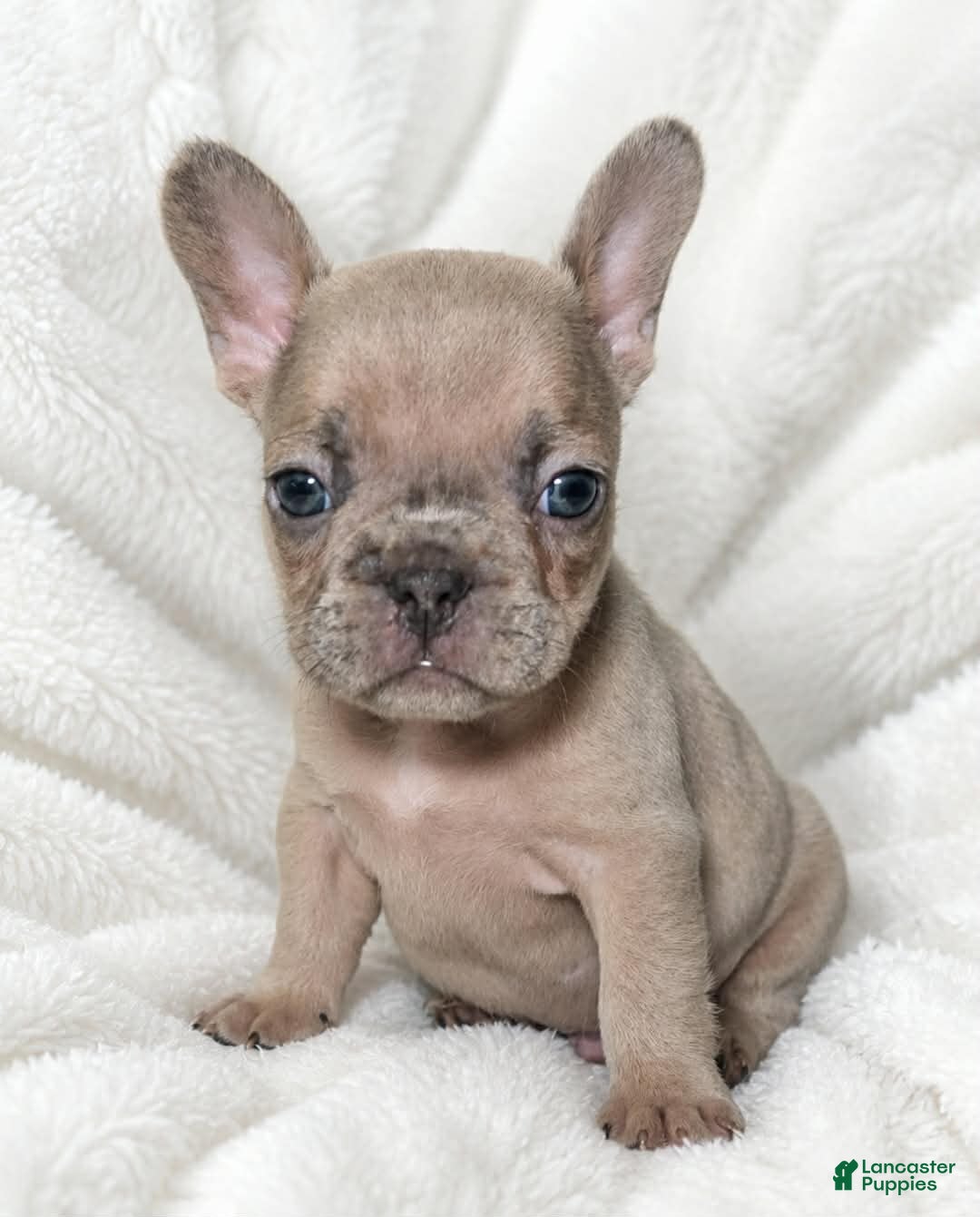 French Bulldog dogs Valdez  - Ad 2