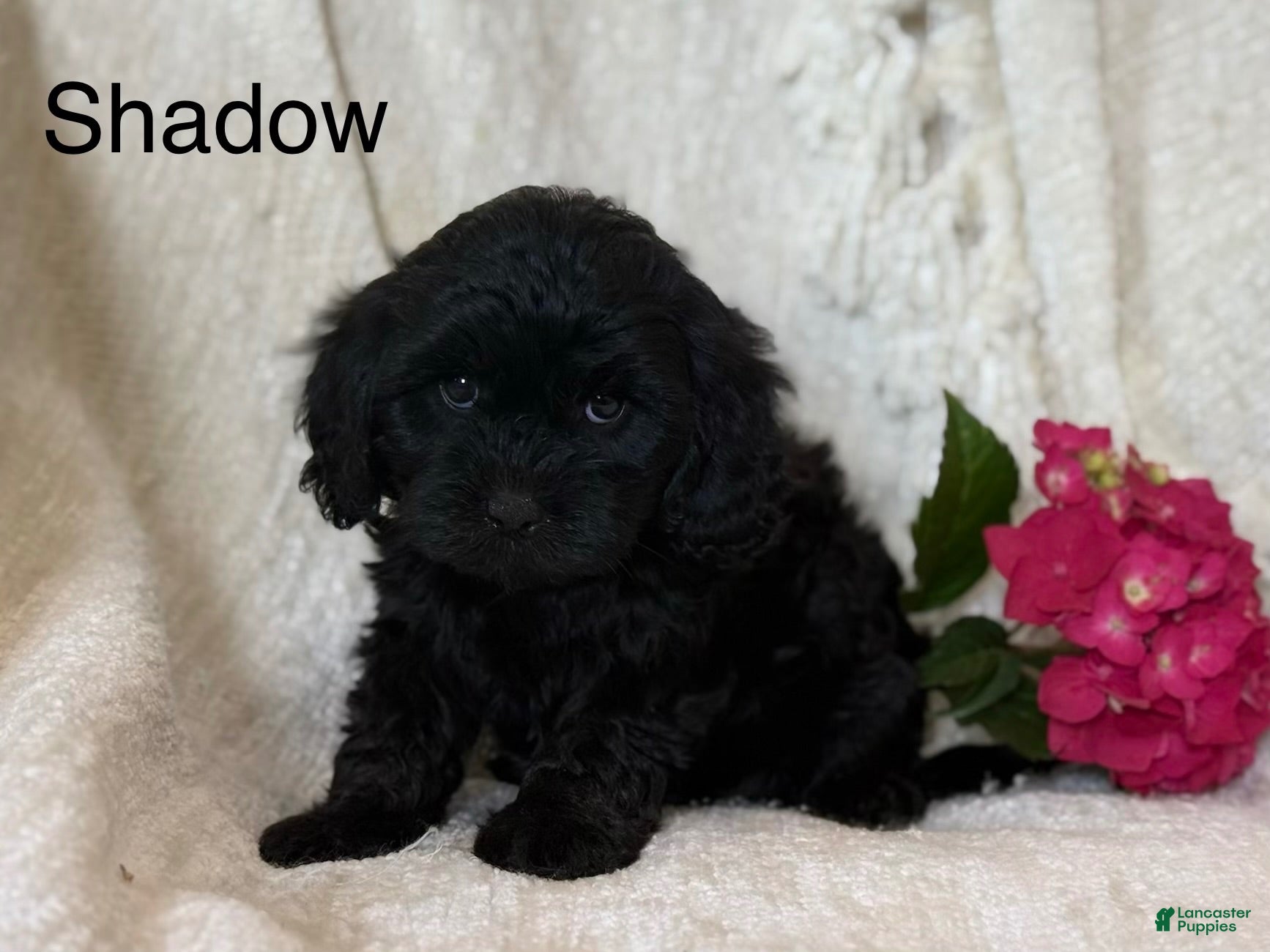 Cavapoo dogs Shadow - Ad 14