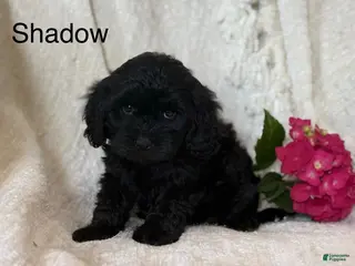 Cavapoo dogs Shadow - Ad 18