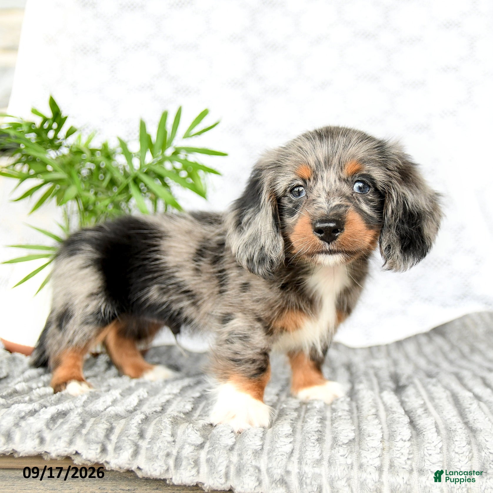Miniature Dachshund dogs for sale: Houston - Ad 1