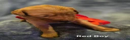 Golden Retriever dogs for sale: Red Boy - Ad 4