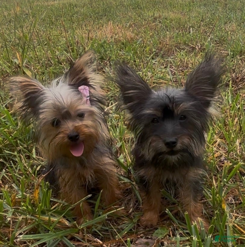Yorkshire Terrier dogs Ruby  - Ad 2