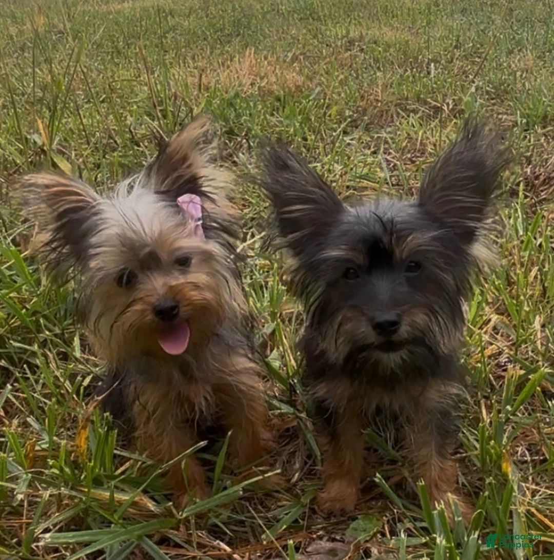 Yorkshire Terrier dogs for sale: Ruby  - Ad 2