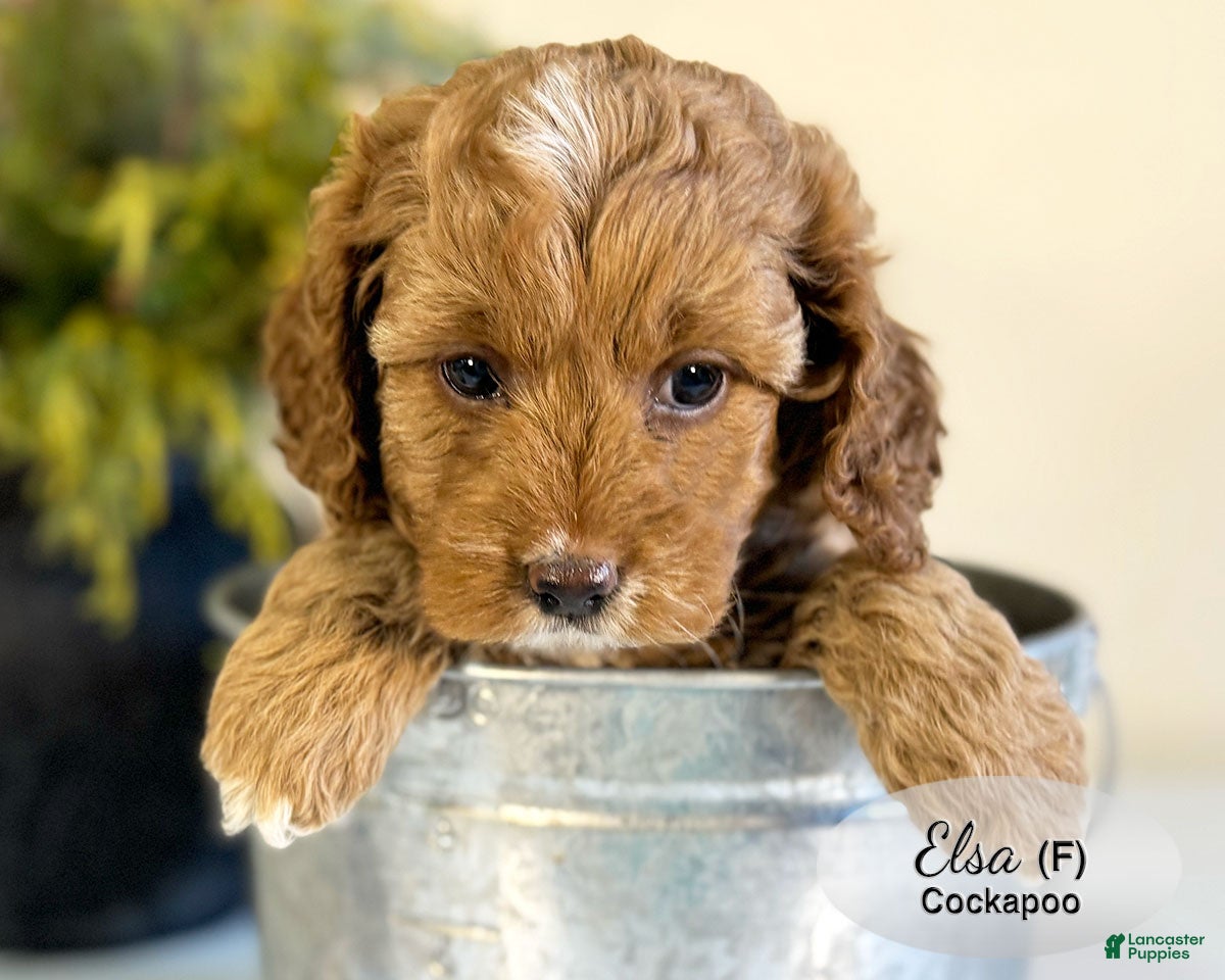 Cockapoo dogs Elsa - Ad 6