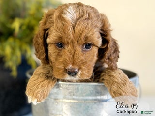 Cockapoo dogs Elsa - Ad 6