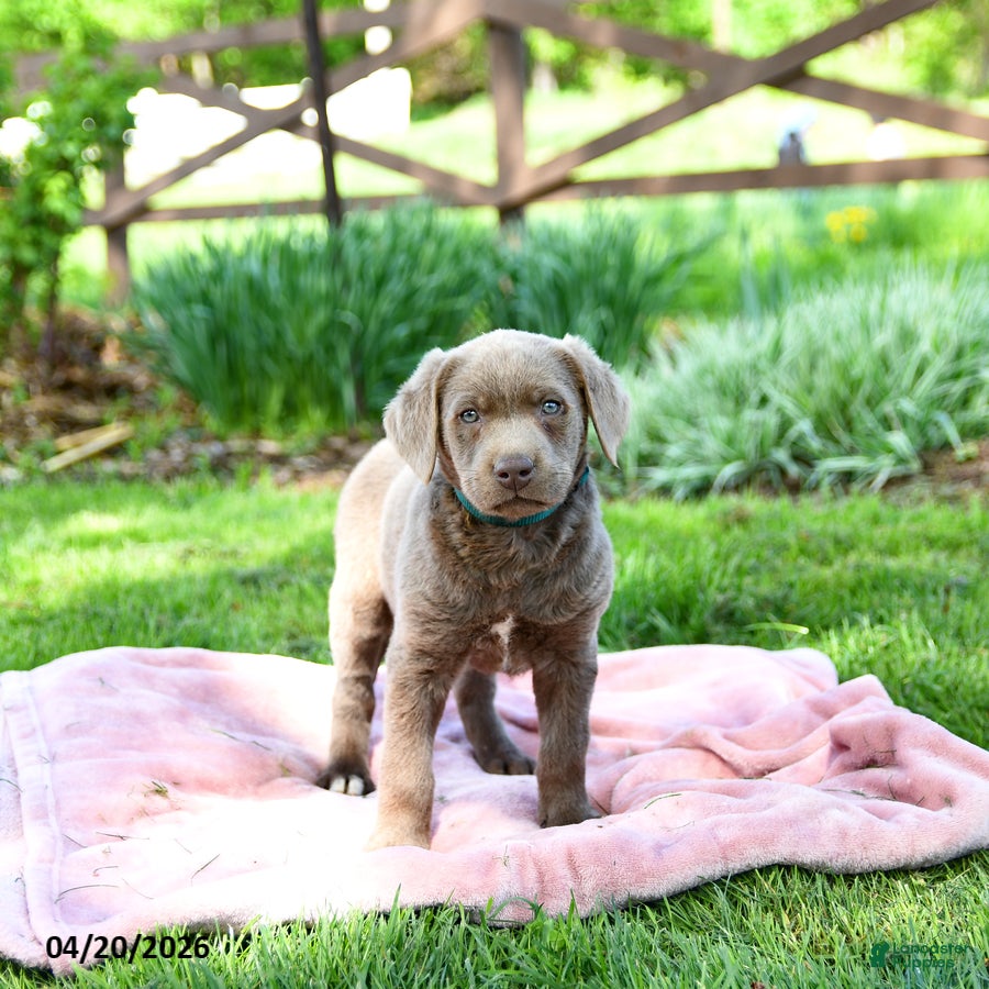 Labrador Retriever dogs Enzo - Ad 2