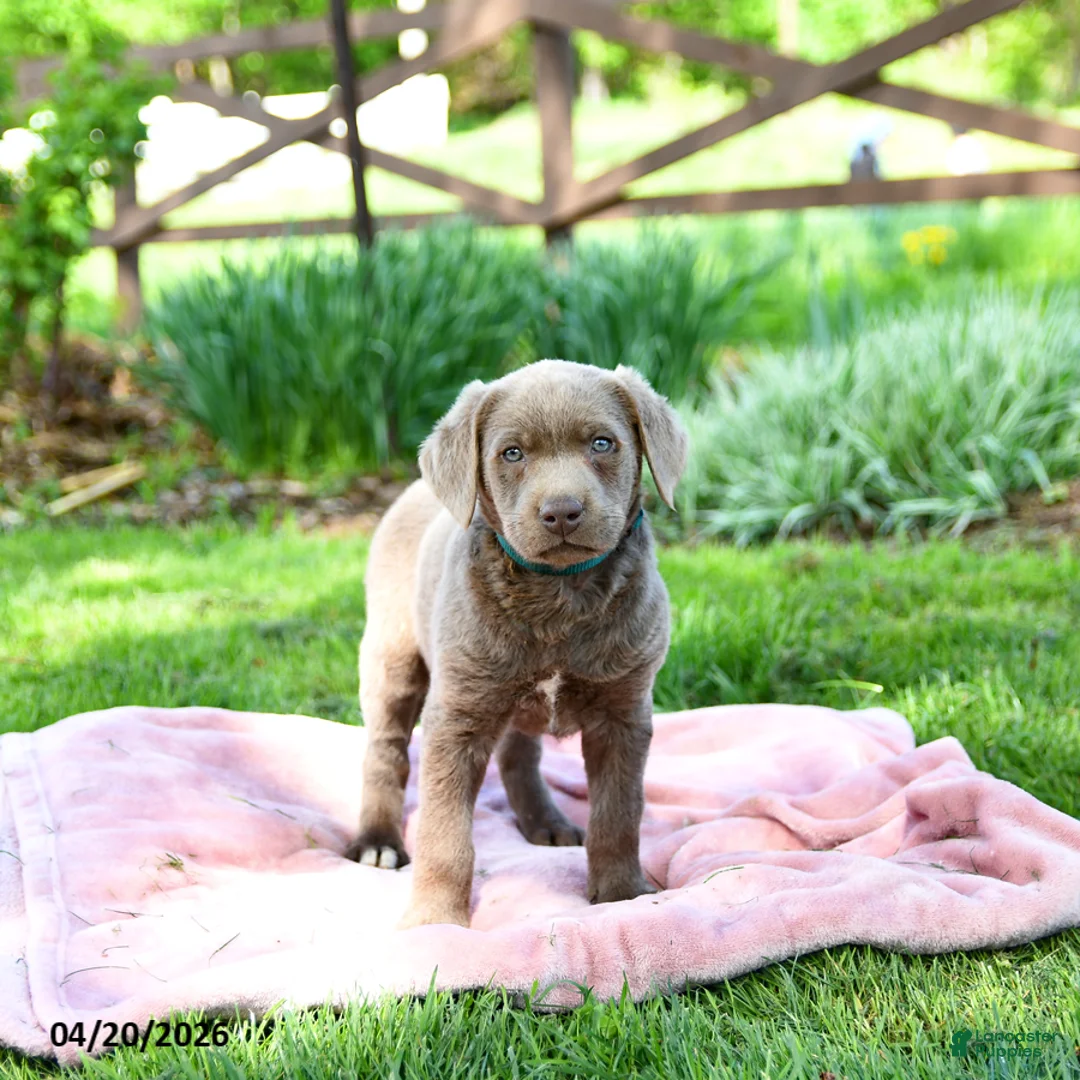 Labrador Retriever dogs for sale: Enzo - Ad 2