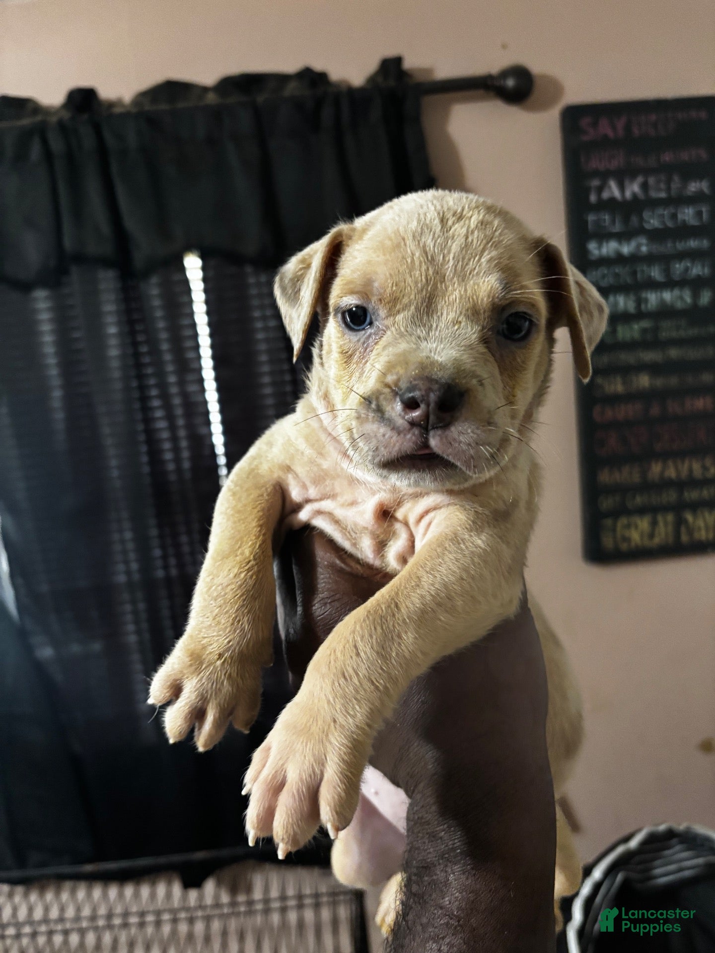 Mixed Breed dogs for sale: Mixed Breed 1 - Ad 2