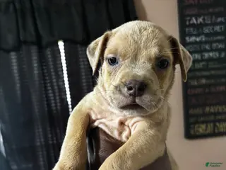 Mixed Breed dogs Mixed Breed 1 - Ad 11