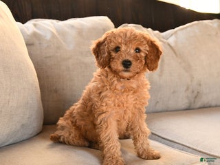 Miniature Labradoodle dogs - Ad 7