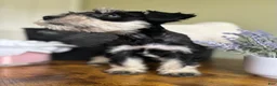 Miniature Schnauzer dogs for sale: Roxy - Ad 5