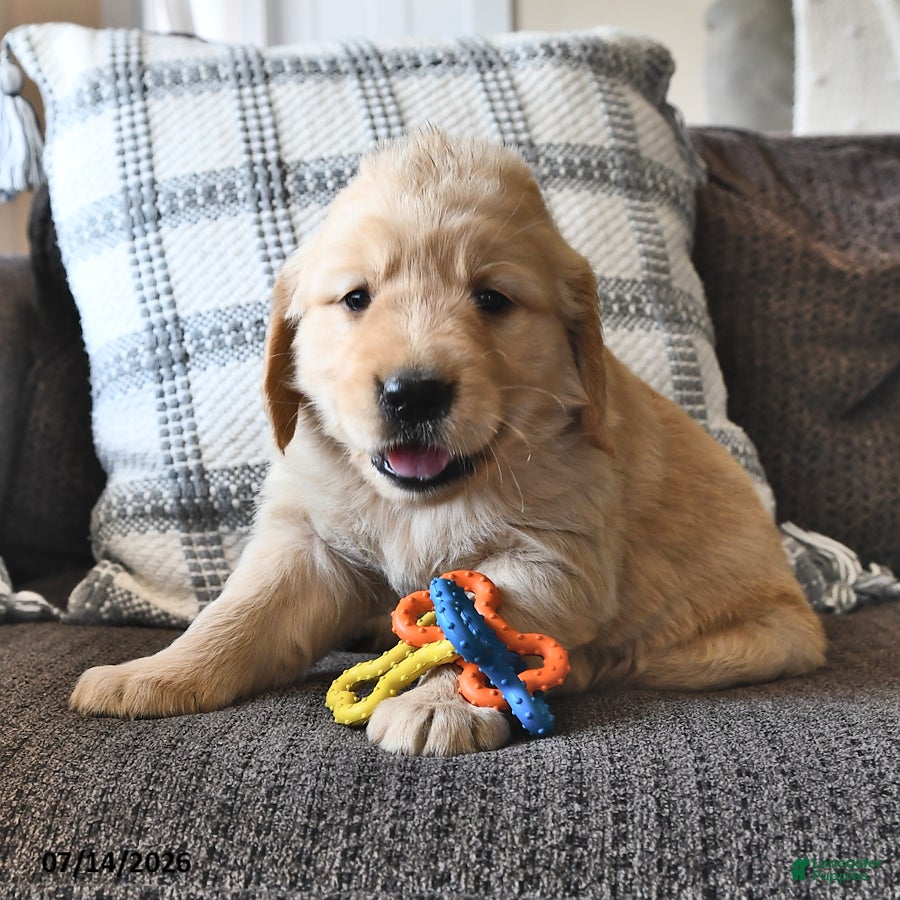 Mixed Breed dogs Toolie - Ad 2