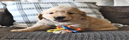 Mixed Breed dogs for sale: Toolie - Ad 2
