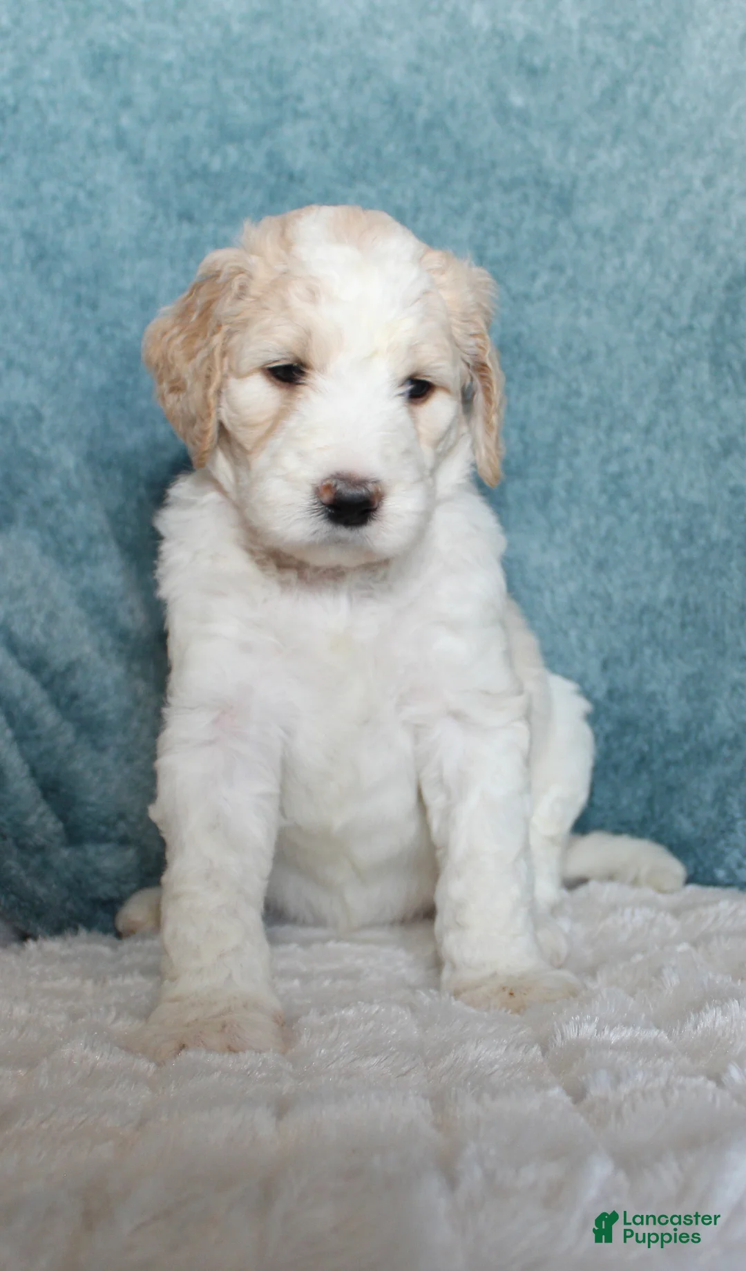 Goldendoodle dogs for sale: April - Ad 2