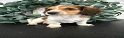 Miniature Dachshund dogs for sale: Romeo - Ad 10