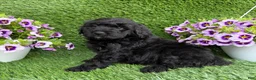 Mini Goldendoodle dogs for sale: Arlo - Ad 4
