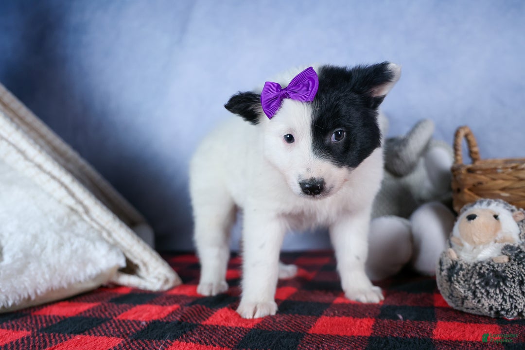 Mixed Breed dogs for sale: DAISY - Ad 8