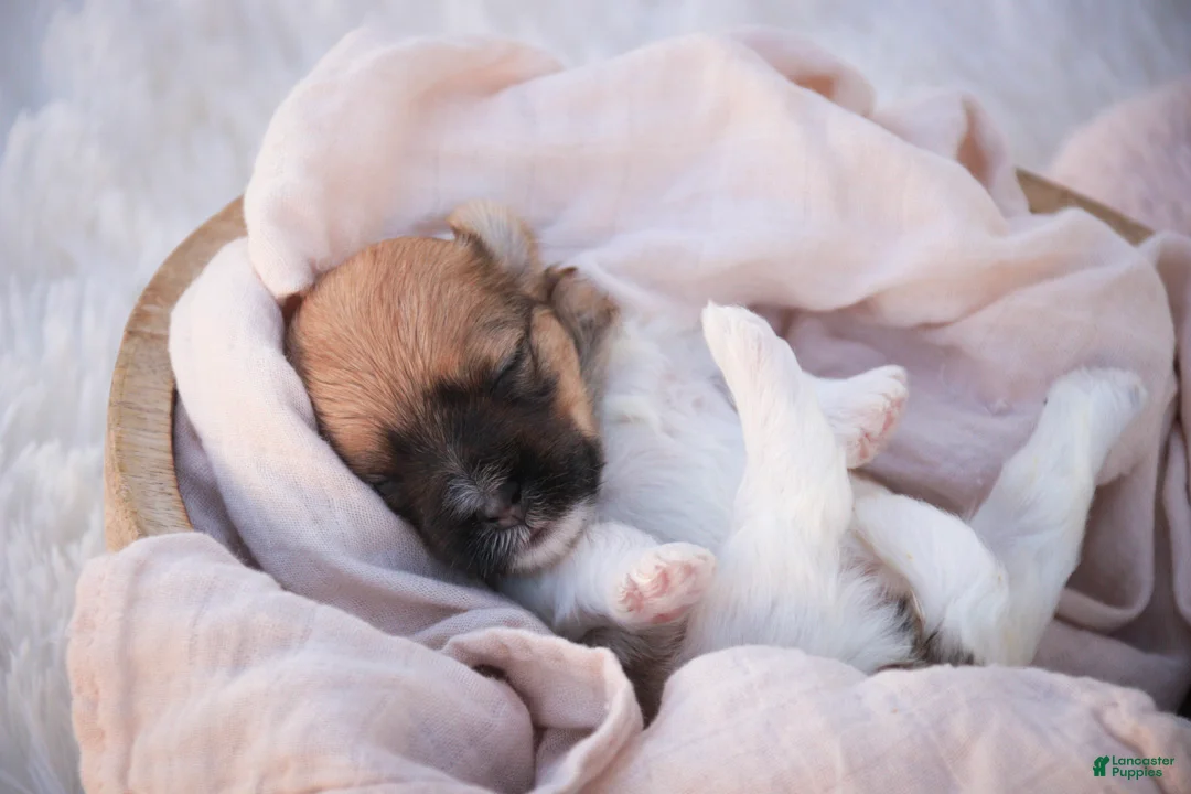 Havanese dogs for sale: Muffin Havanese  - Ad 7