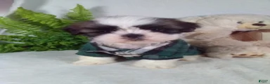 Axel 