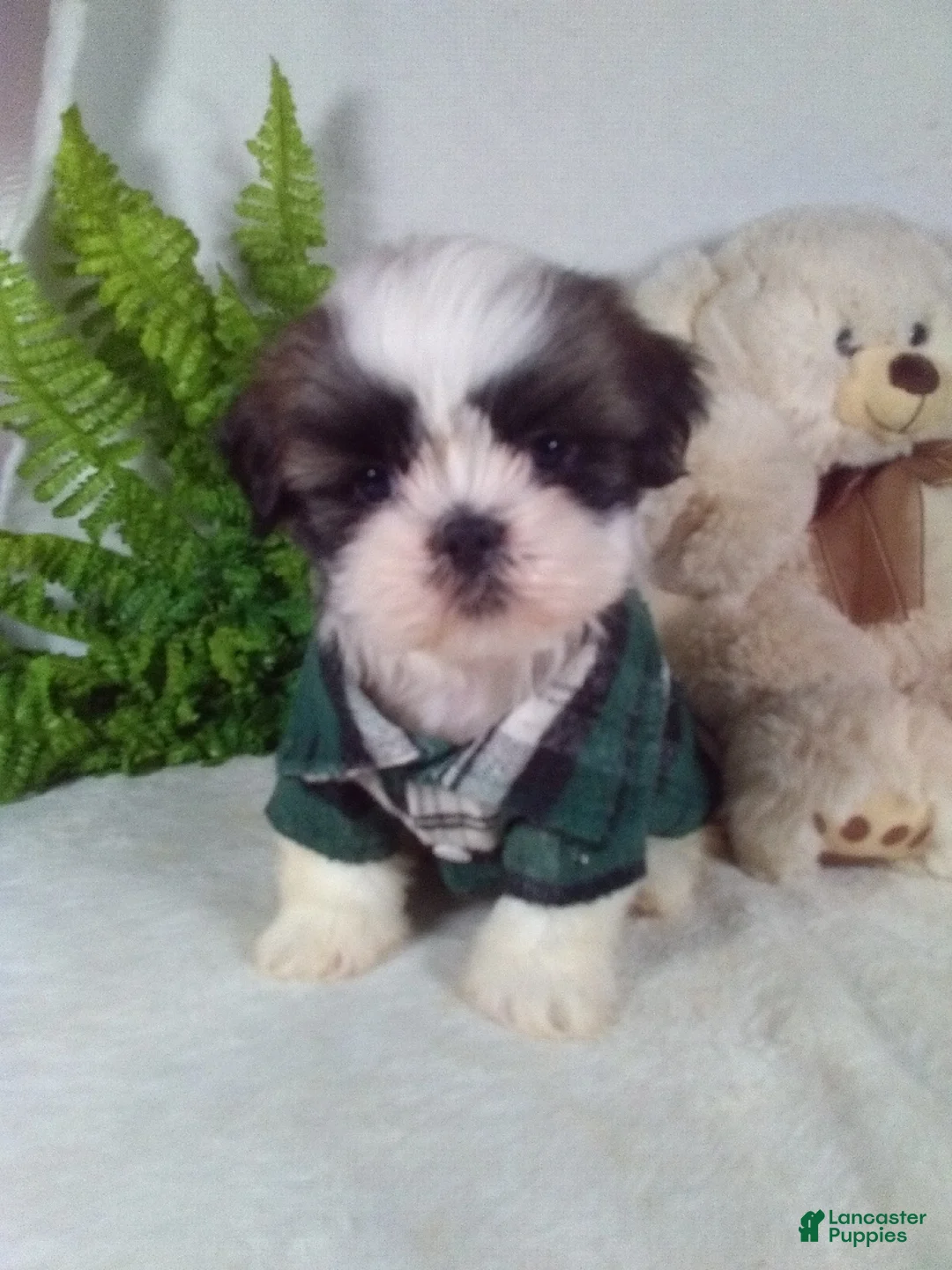 Shih Tzu dogs for sale: Axel  - Ad 1