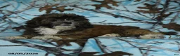 Mixed Breed dogs for sale: Uma - Ad 8