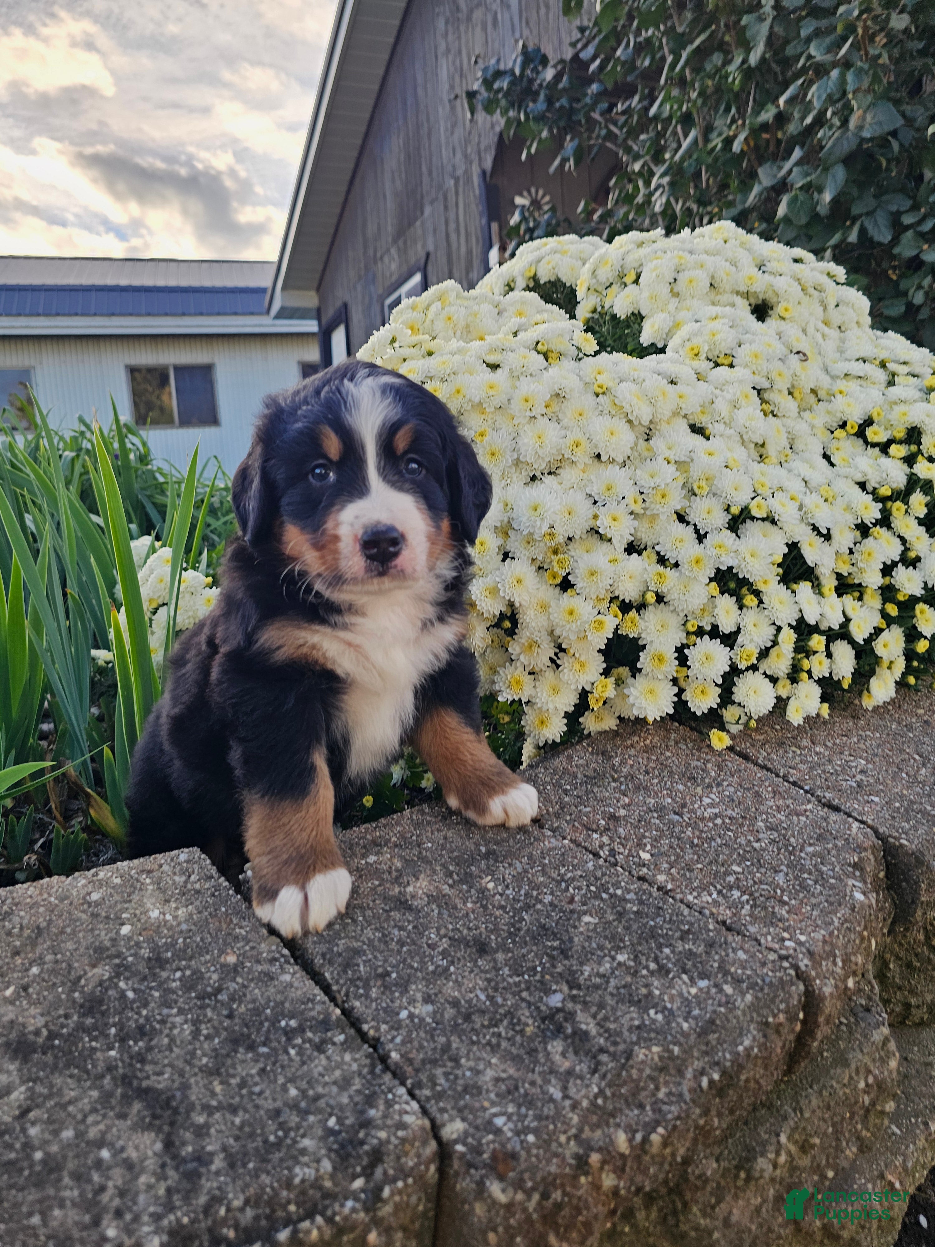Bernese Mountain Dog dogs Luna  - Ad 1