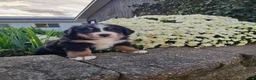 Bernese Mountain Dog dogs for sale: Luna  - Ad 1