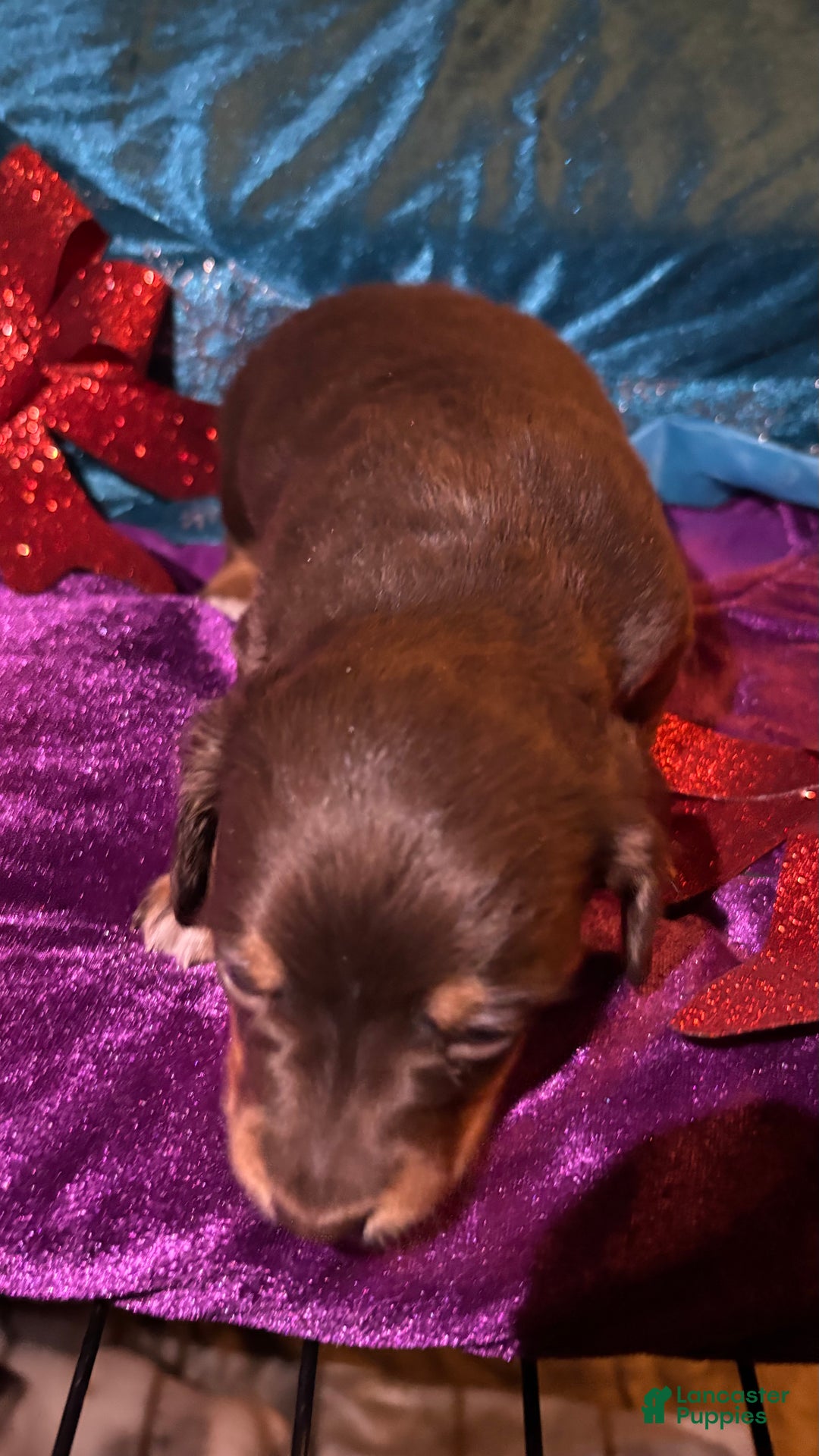 Miniature Dachshund dogs for sale: Miniature Dachshund Puppy 1 - Ad 5
