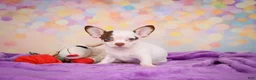 Chihuahua dogs for sale: Gus - Ad 4