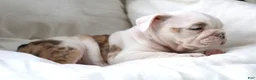 English Bulldog dogs for sale: Maestro - Ad 3