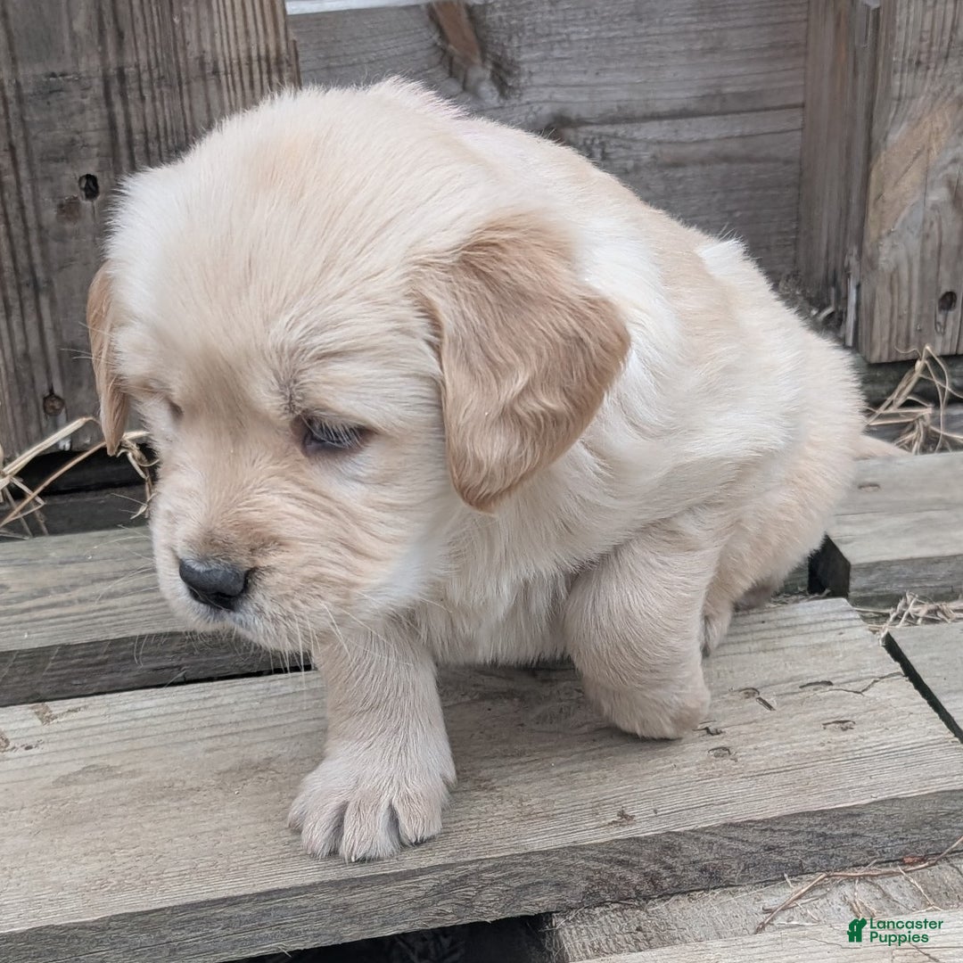 Golden Retriever dogs for sale: Mimi - Ad 11