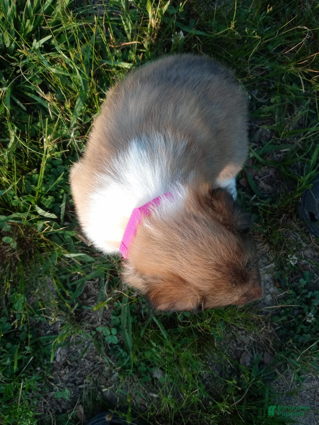 Collie dogs for sale: Alexa - Ad 1