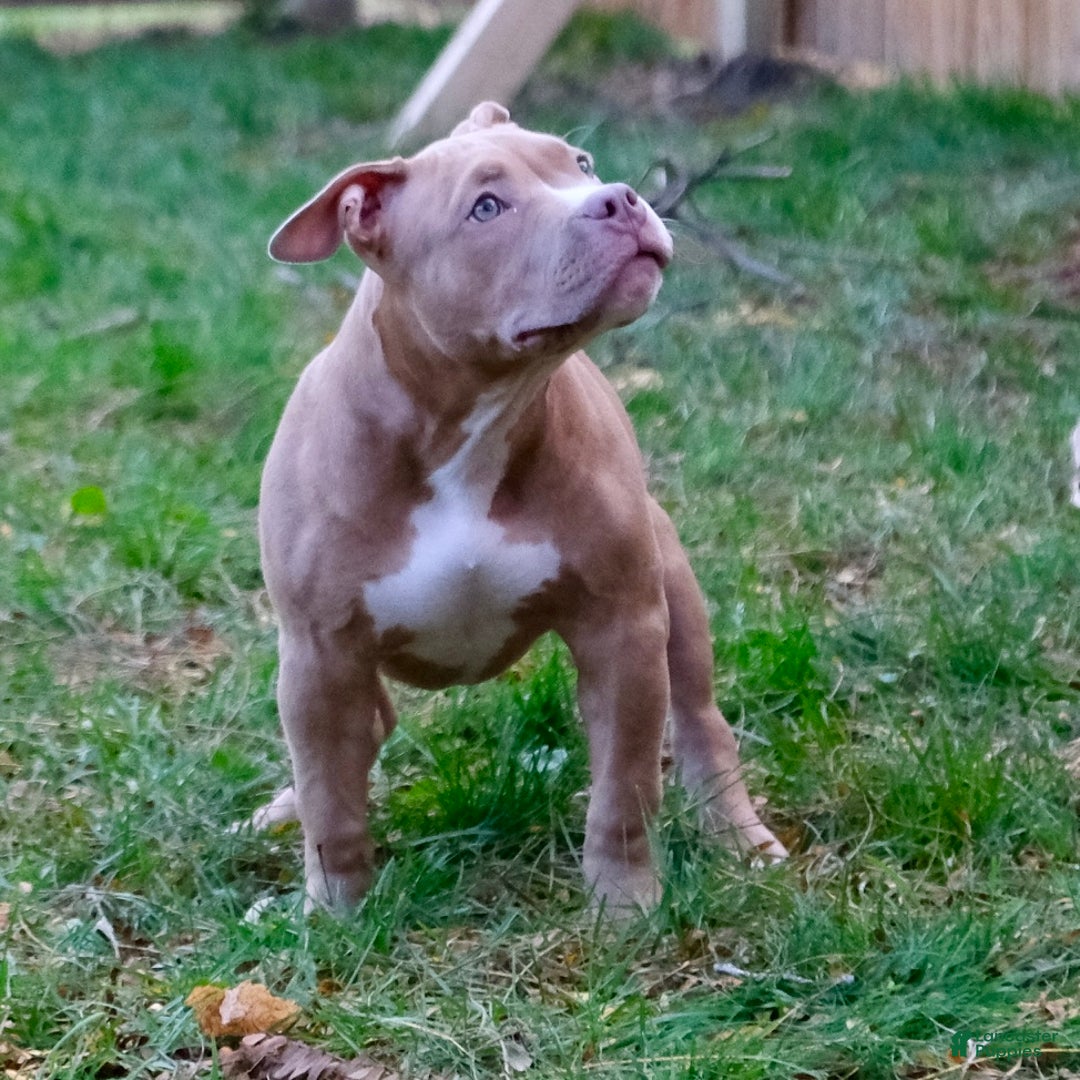 American Bully dogs for sale: Jr rock - Ad 3
