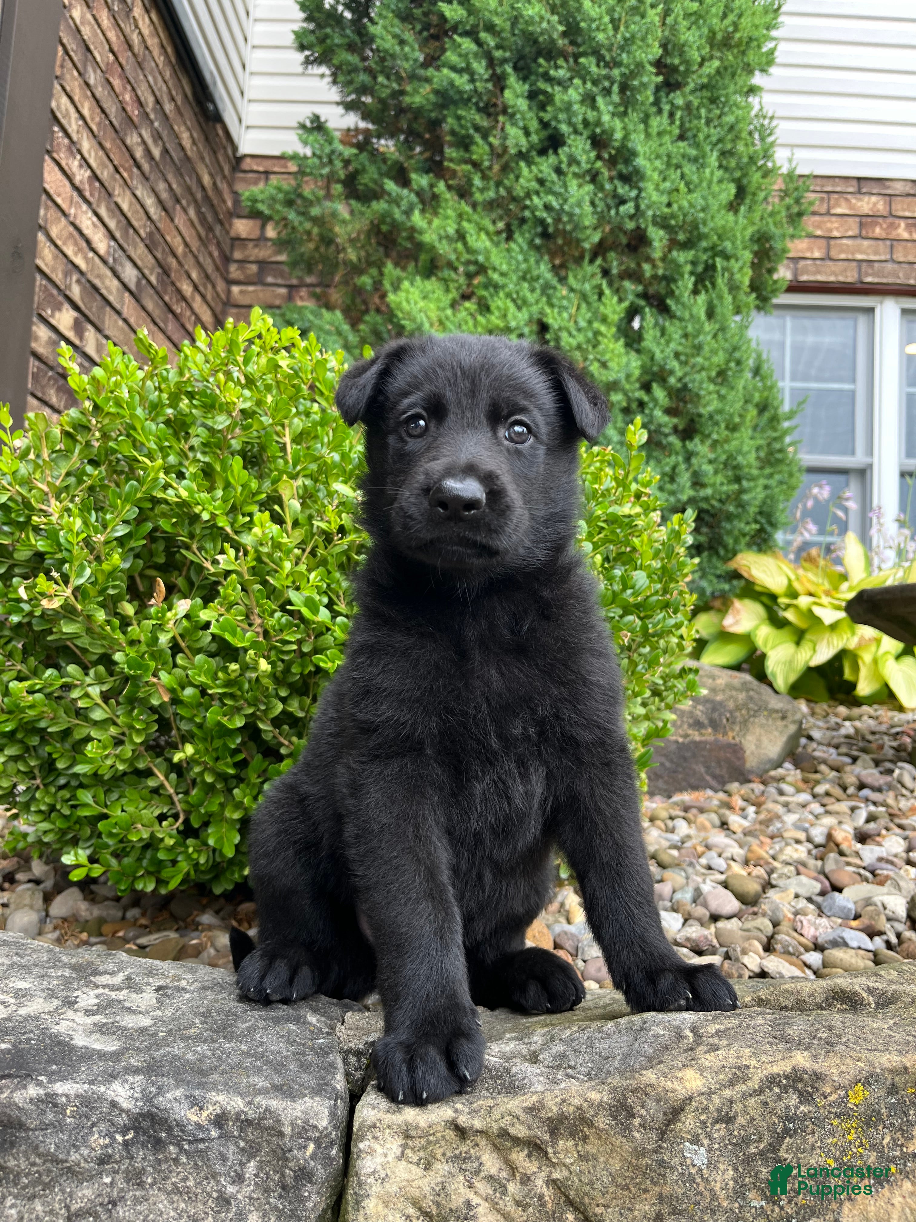 German Shepherd dogs Louie - Ad 1
