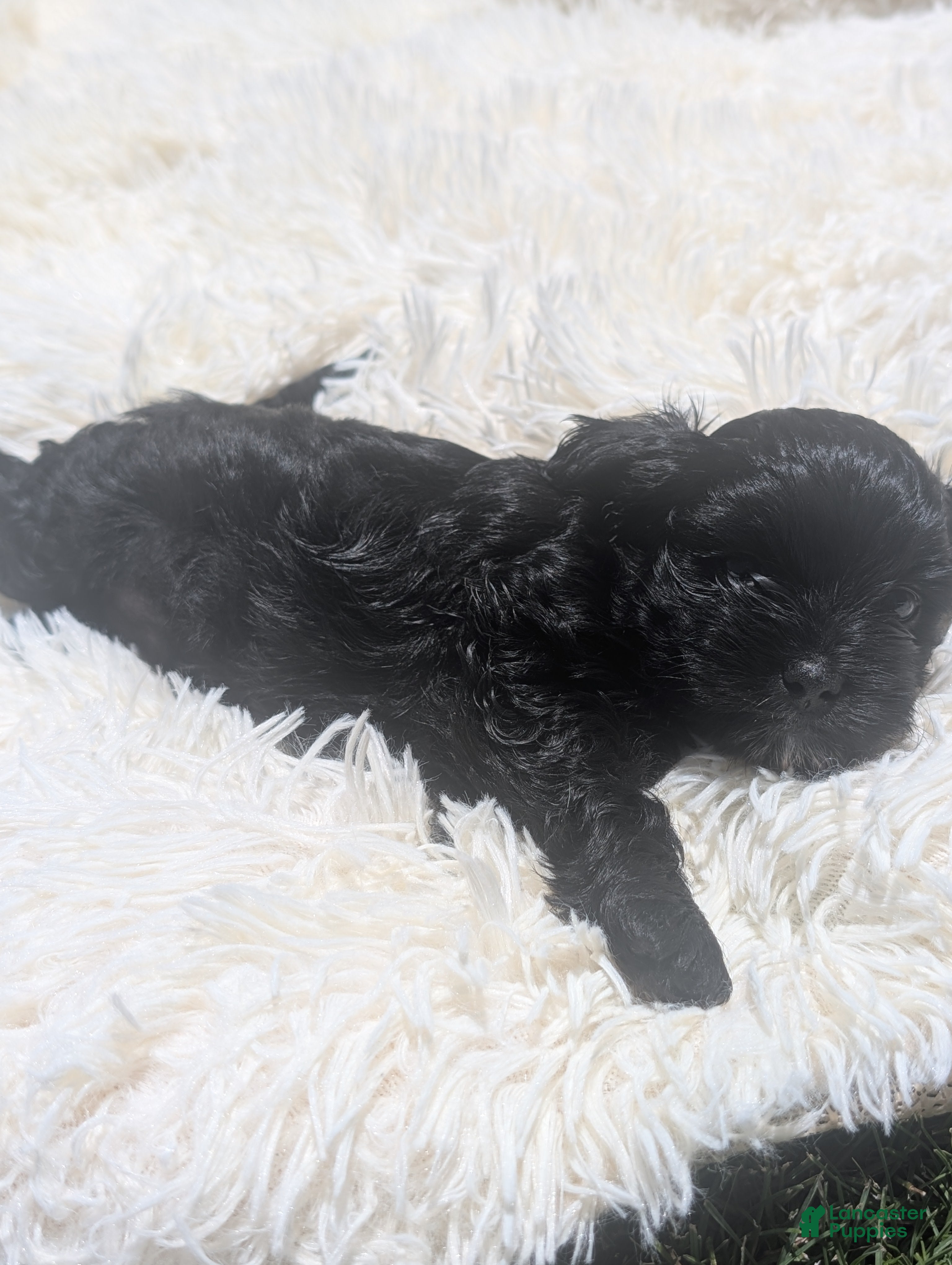 Mixed Breed dogs for sale: Mixed Breed 5 - Ad 3